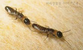 떼로 출몰하는 날개달린 개미들, 흰개미의 발생원인과 퇴치법