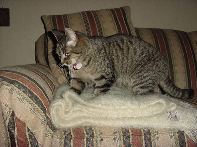 Kneading (Cats) - Wikipedia