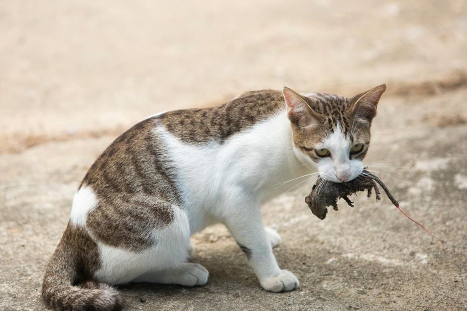 Why Do Cats Naturally Kill Mice Unraveling Feline Predatory Instincts