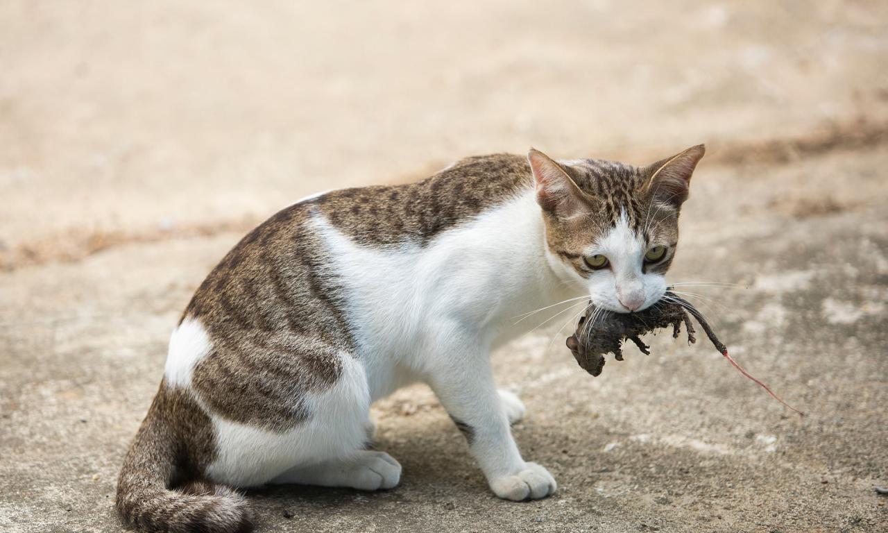 Why Do Cats Naturally Kill Mice Unraveling Feline Predatory Instincts