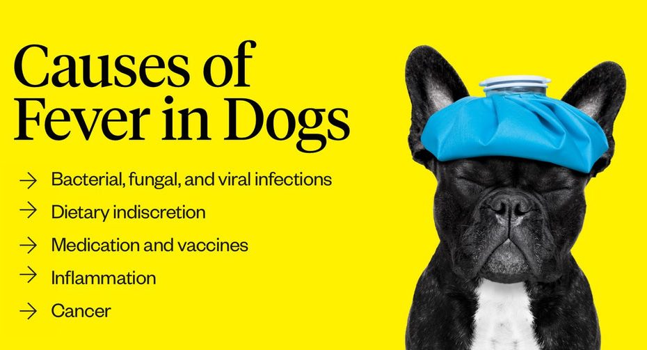 What Can You Give A Dog For Fever Over The Counter Safe Remedies