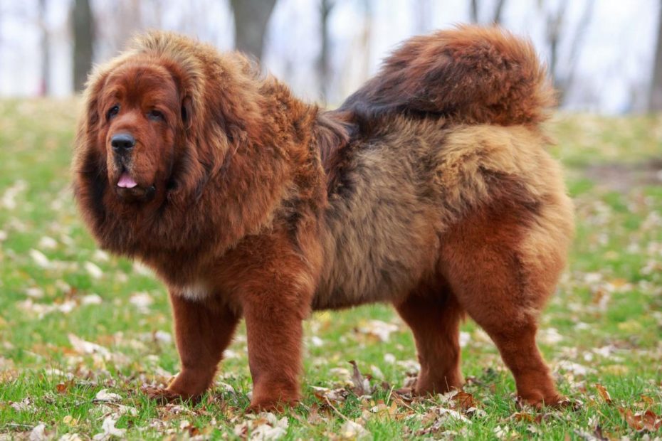 Tibetan Mastiff: Dog Breed Characteristics & Care