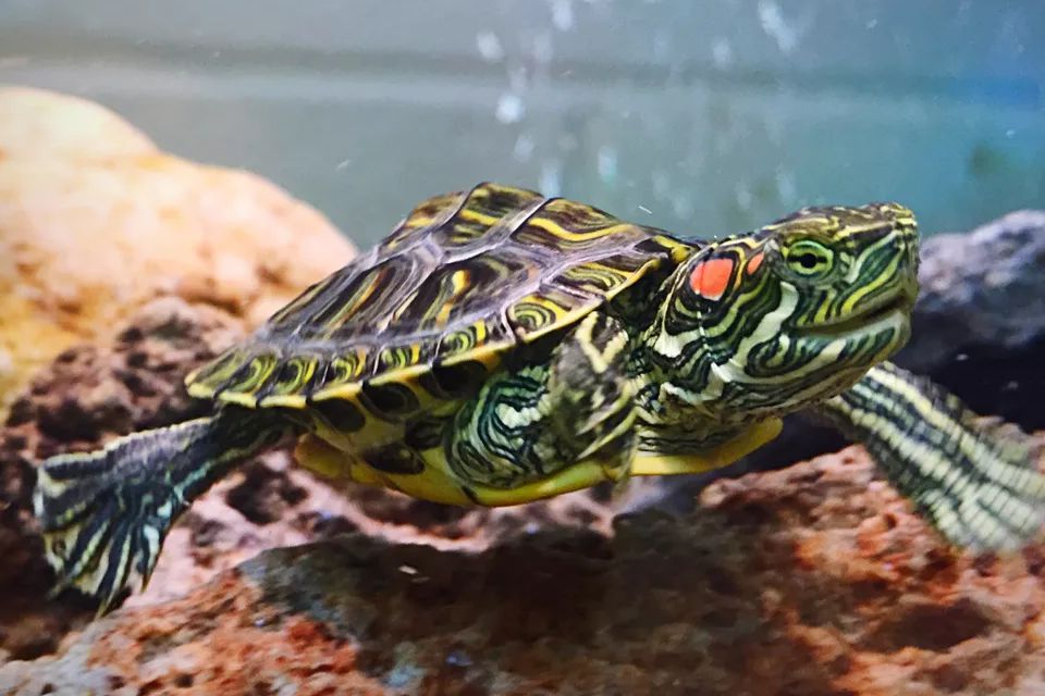 Choosing A Healthy Red Eared Slider