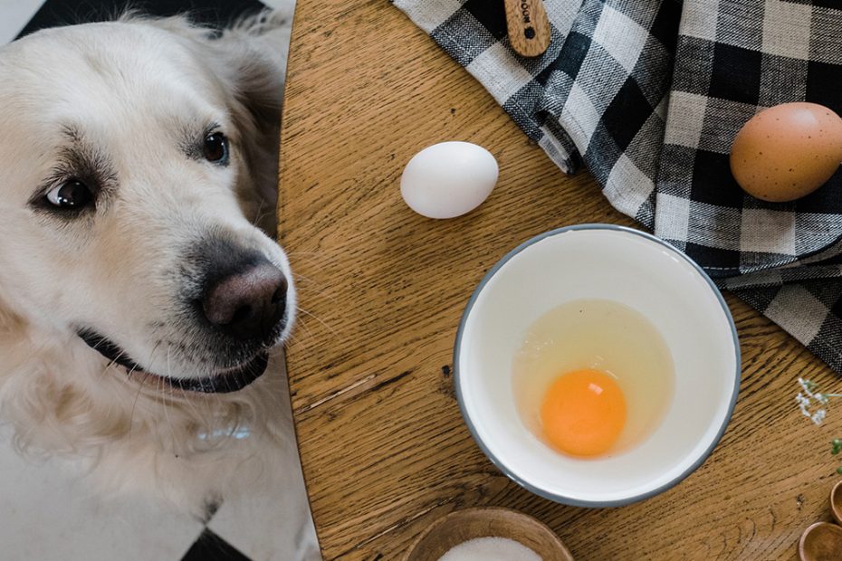 Can Dogs Eat Eggs? Super Foods For Dogs · The Wildest