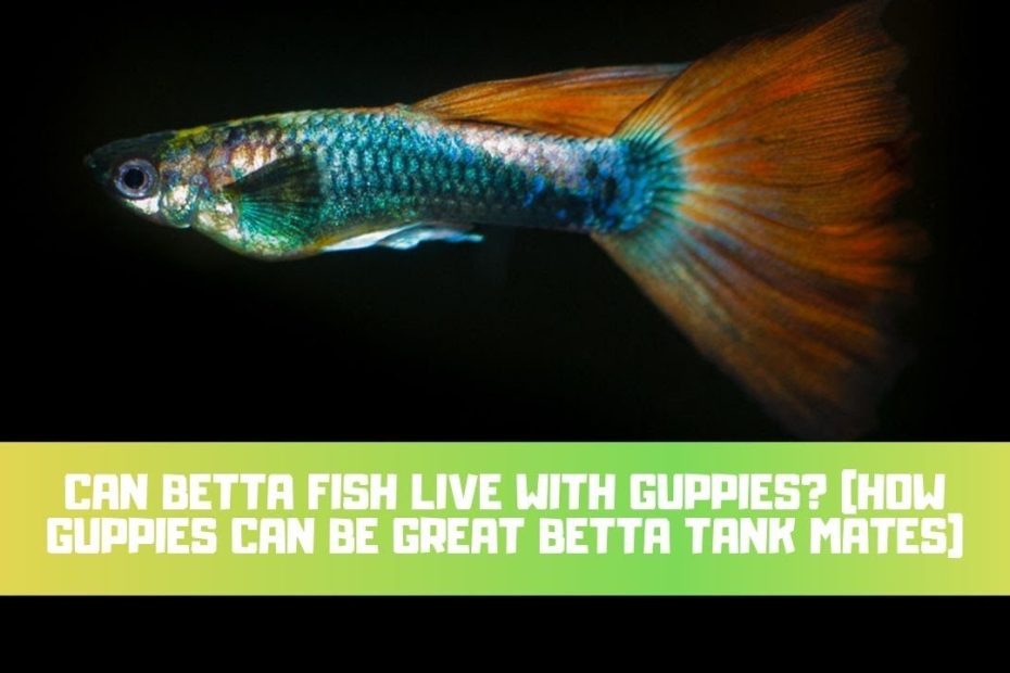 Can You House Bettas & Guppies Safely? 5 Tips For Success - Betta Care Fish  Guide