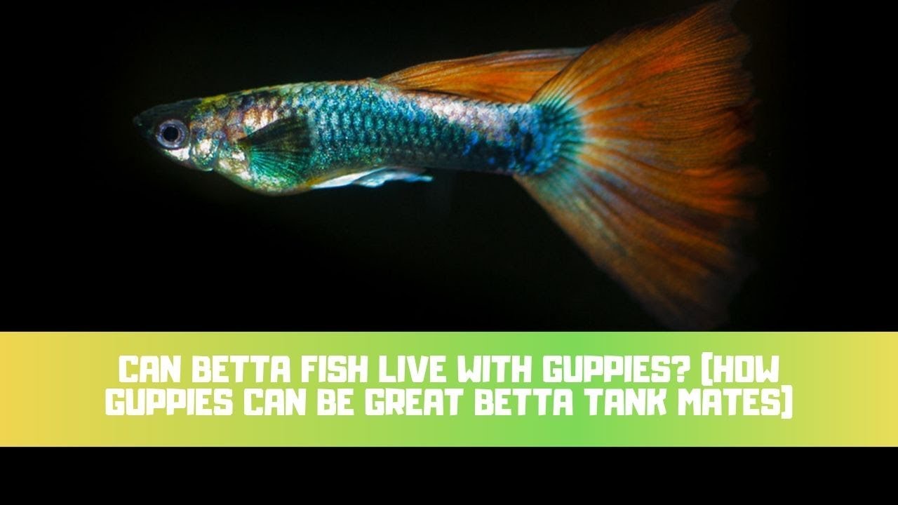 Can You House Bettas & Guppies Safely? 5 Tips For Success - Betta Care Fish  Guide