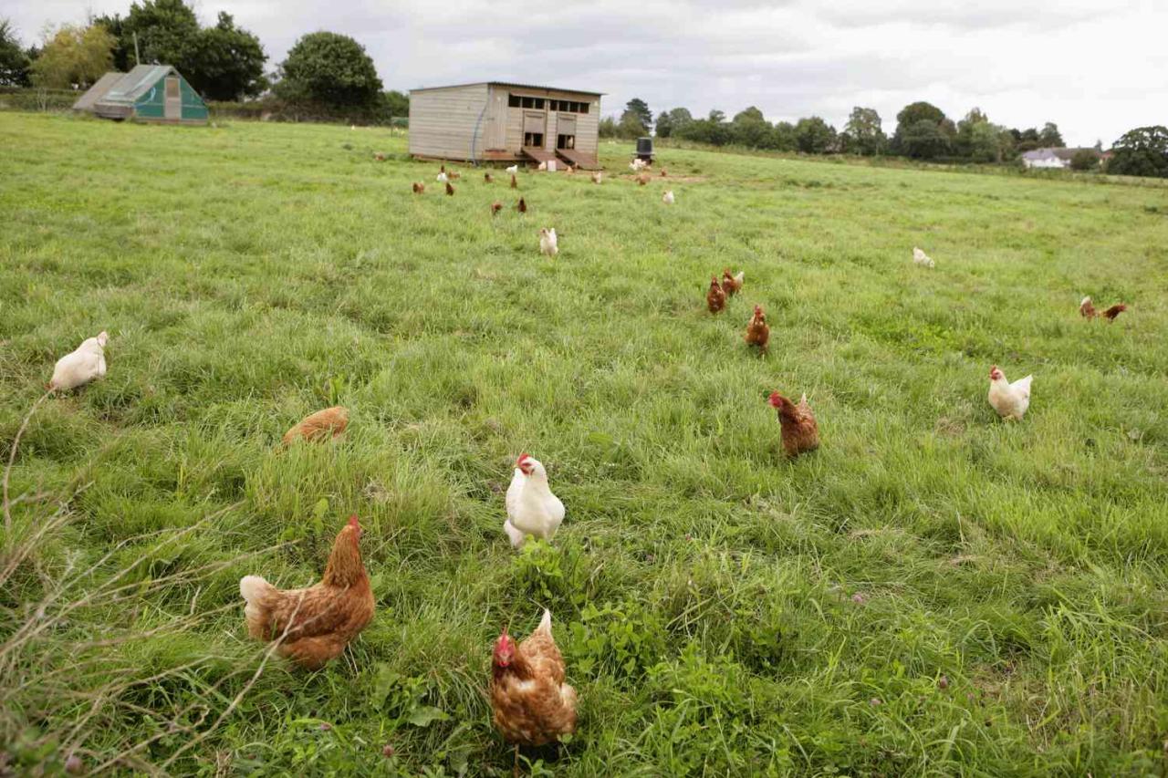 exploring-the-necessity-of-a-run-for-free-range-chickens