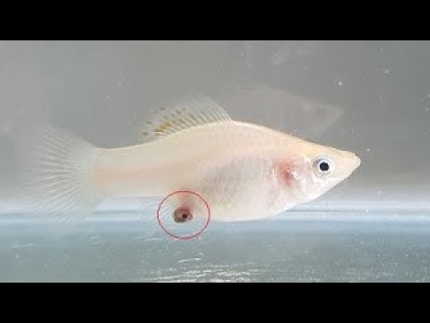 Molly Fish Giving Birth (Hd) 2018 - Youtube