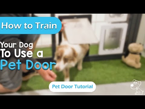 How To Train Your Dog To Use A Pet Door - Youtube