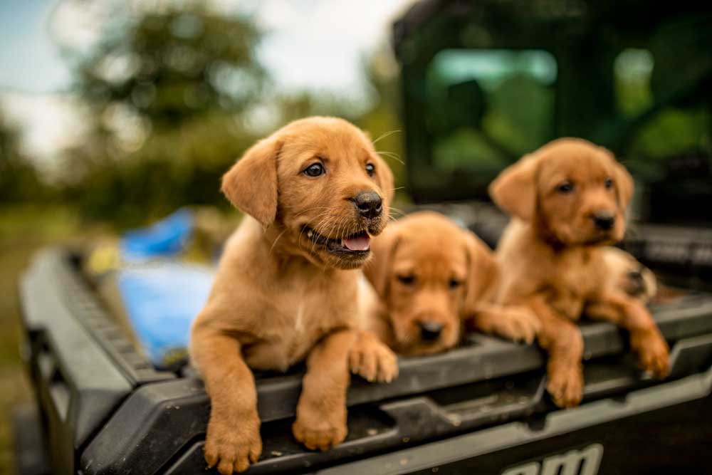 How Do You Pick A Hunting Puppy Thats Perfect For Your Needs?