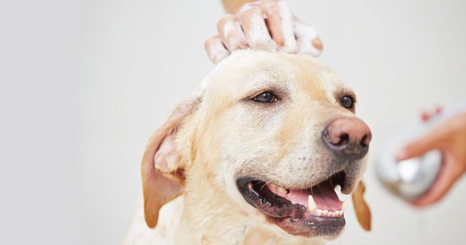 Why You Should Never Wash Your Dog With Your Shampoo