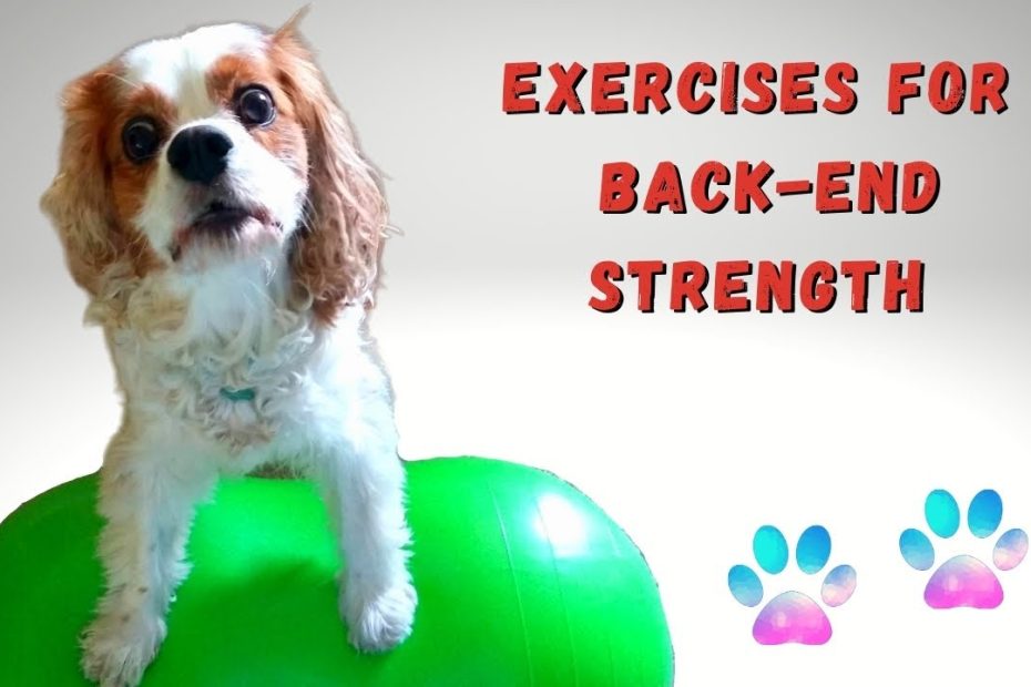 Dog Rehab Physical Therapy Exercise For Hind Legs And Chiari Malformation,  Syringomyelia - Youtube